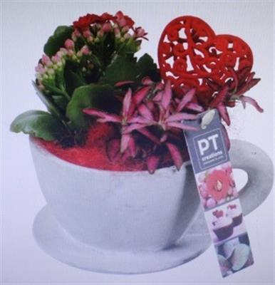 <h4>2284 ROOD KOP/SCHOTEL</h4>