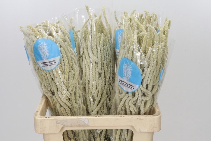 <h4>Amaranthus Yearming Desert</h4>