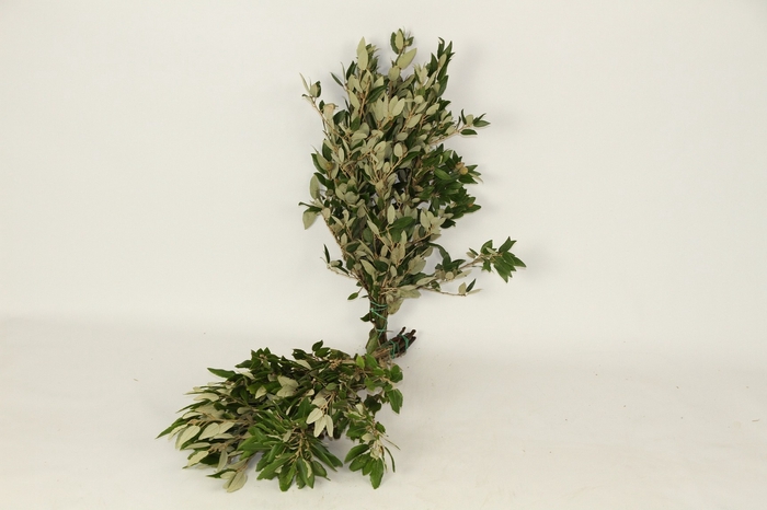 <h4>Quercus Ilex (steeneik)</h4>