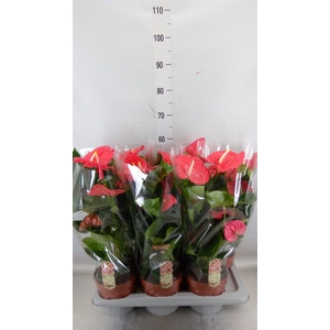 Anthurium andr. 'California'