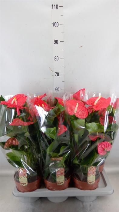 <h4>Anthurium andr. 'California'</h4>
