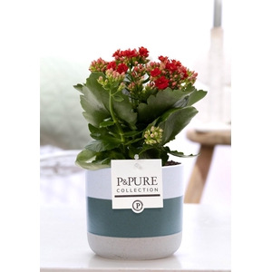 Kalanchoe red in P&PURE Lauren ceramics