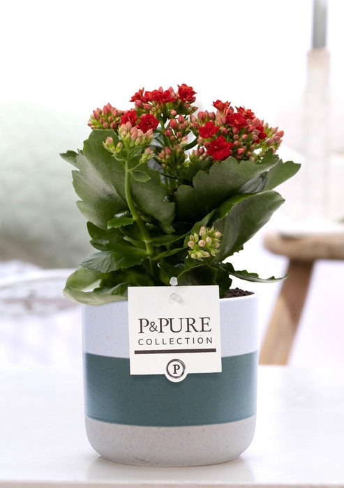 <h4>Kalanchoe red in P&PURE Lauren ceramics</h4>