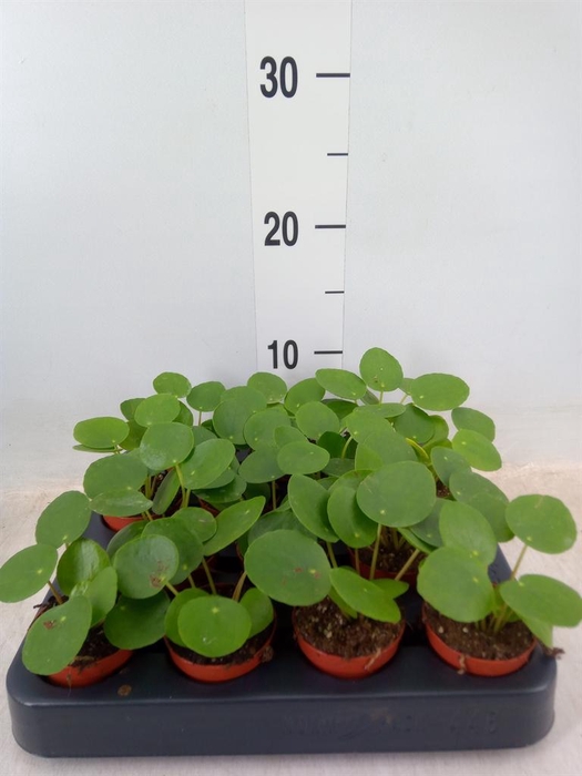 <h4>Pilea peperomioides</h4>