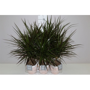 Dracaena Magenta In Terracotta Keramiek
