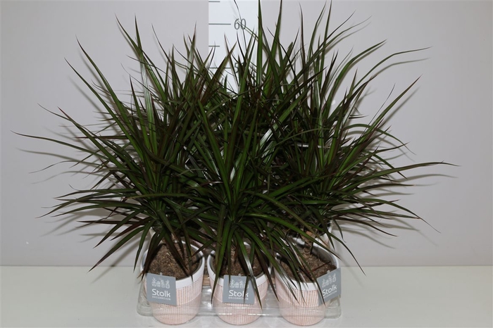<h4>Dracaena Magenta In Terracotta Keramiek</h4>