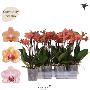 Kolibri Orchids Phalaenopsis Mineral orange 2 spike no potcover