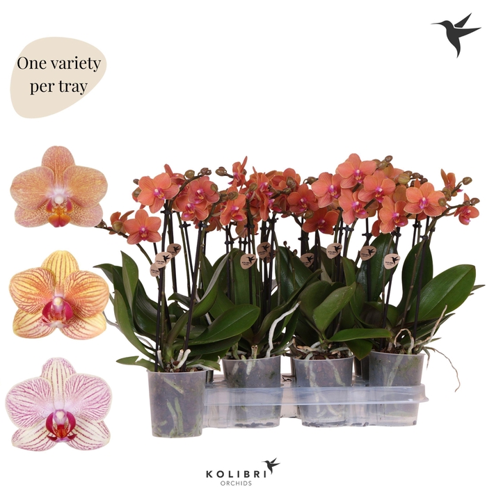 <h4>Kolibri Orchids Phalaenopsis Mineral orange 2 spike no potcover</h4>