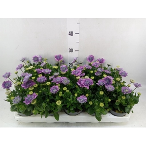 Osteospermum  '3D Pink'