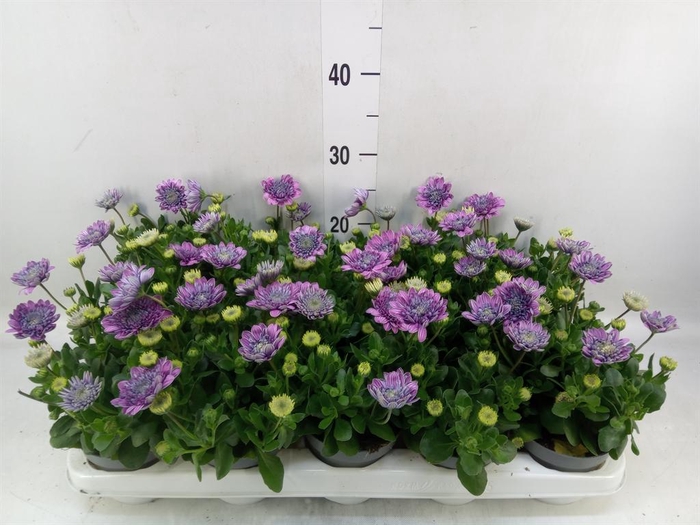 <h4>Osteospermum  '3D Pink'</h4>