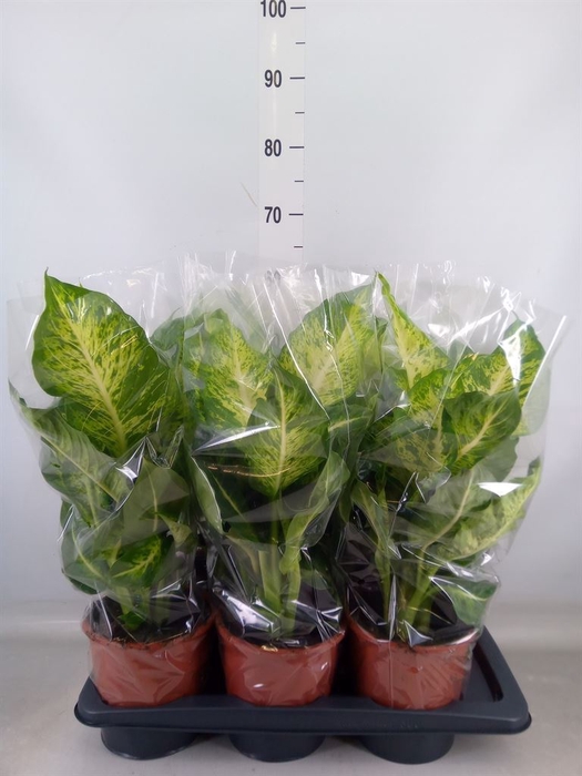 <h4>Dieffenbachia  'Mars'</h4>