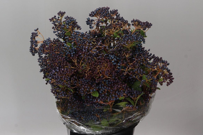 <h4>Viburnum Berries</h4>