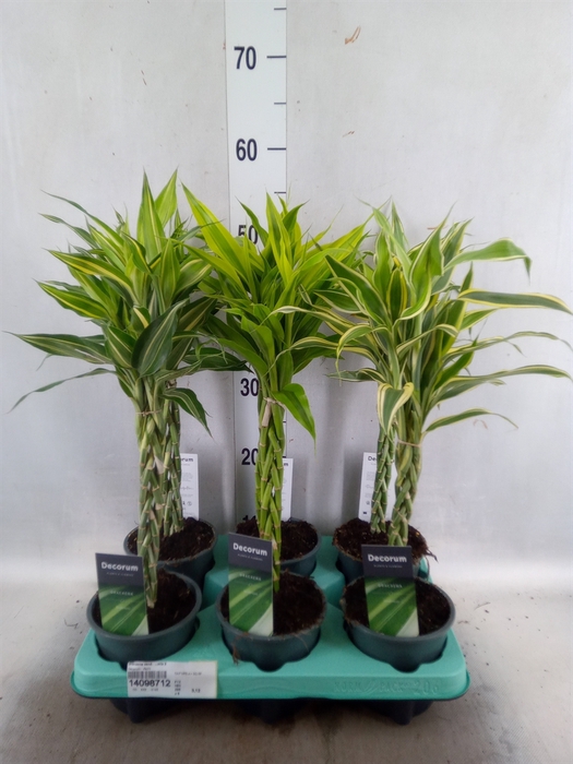 <h4>Dracaena sand.   ...mix 3</h4>