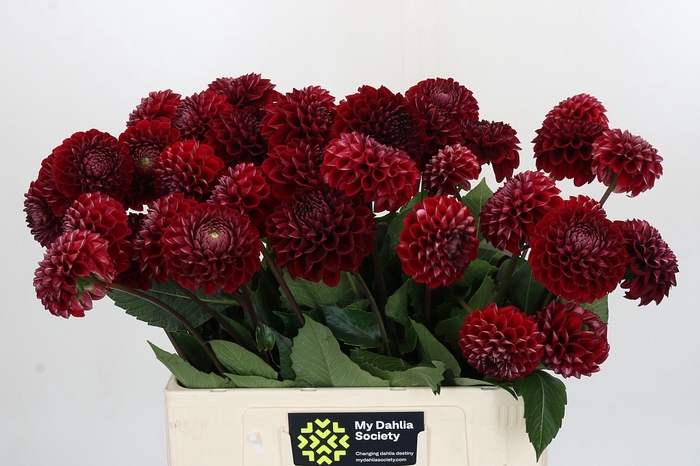 <h4>Dahlia Cornel</h4>