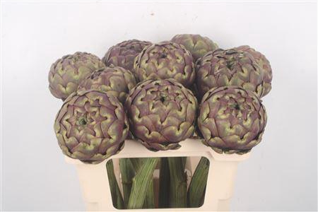 <h4>Cynara Sc Purple Romanga</h4>