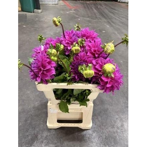 Dahlia Elisabeth