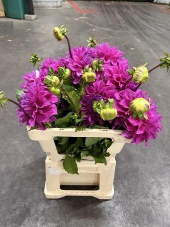 <h4>Dahlia Elisabeth</h4>