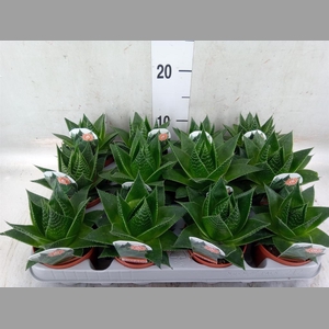 Aloe aristata 'Cosmo'