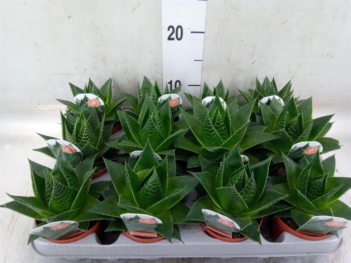 <h4>Aloe aristata 'Cosmo'</h4>