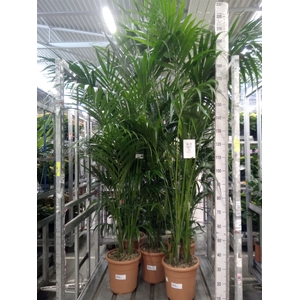 Howea forsteriana