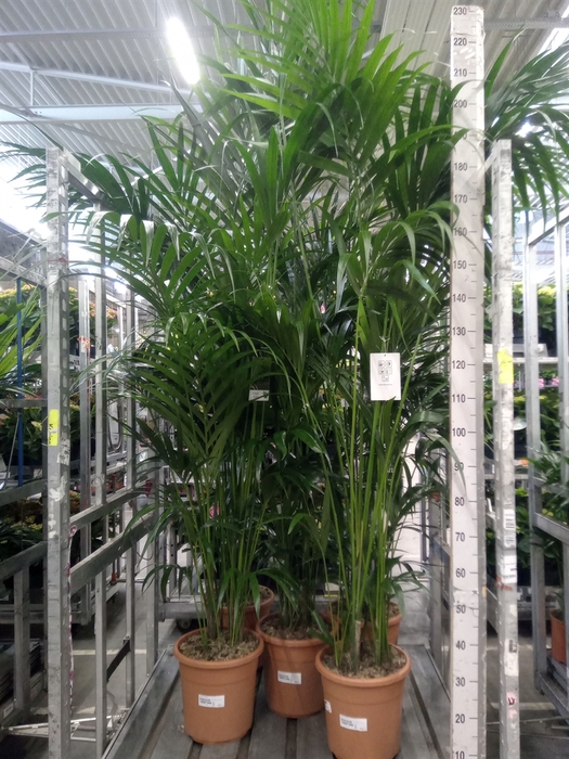 <h4>Howea forsteriana</h4>