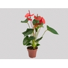 ANTHURIUM CASANOVA P15 VERMELHO