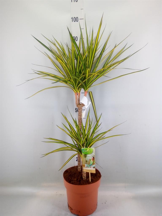 <h4>Dracaena marg. 'Sunray'</h4>