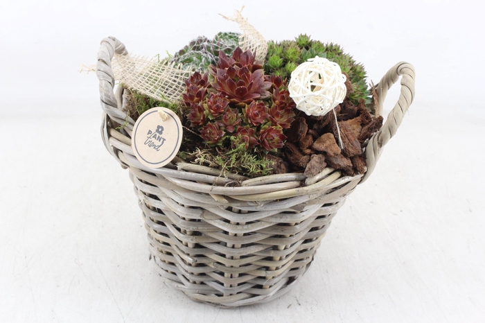 <h4>arr4 Semp PL - Kubumand hoog x2</h4>