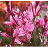 Gaura lindheimeri overig