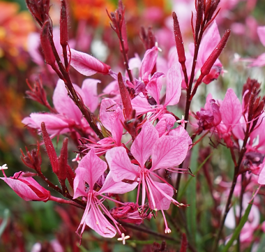 Gaura lindheimeri overig