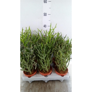 Euphorbia tirucalli