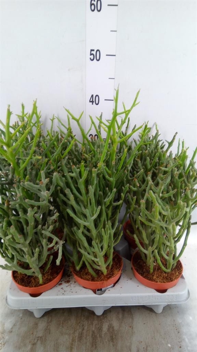 <h4>Euphorbia tirucalli</h4>