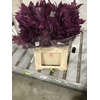 Quercus Rubra sleeve L60 Cerise h%*