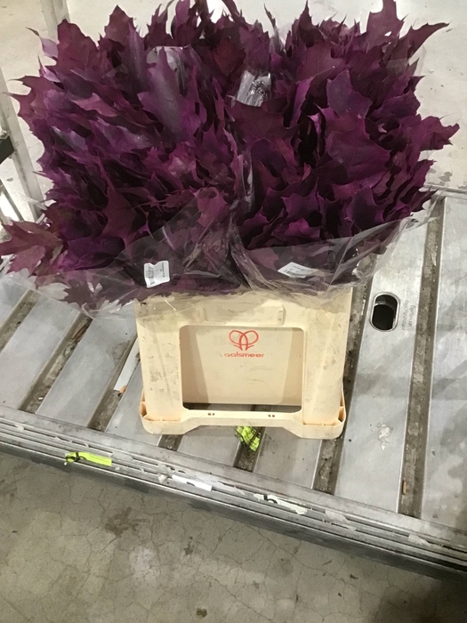 Quercus Rubra sleeve L60 Cerise h%*