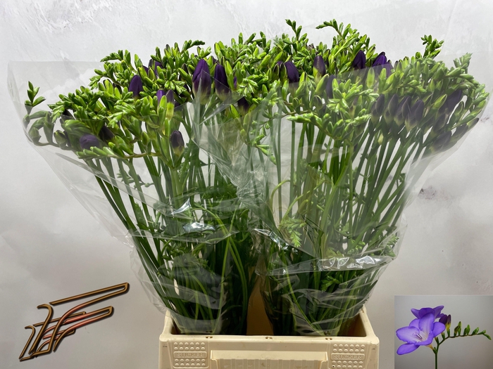 <h4>FR EN MERCURIUS</h4>