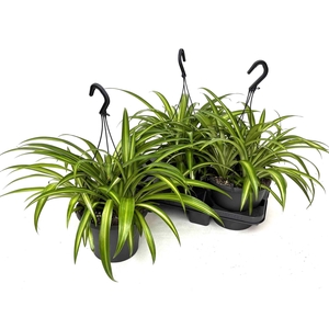 Chlorophytum com. 'Hawaiian Spider'