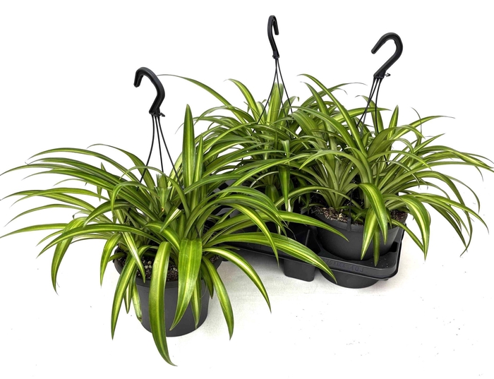 <h4>Chlorophytum com. 'Hawaiian Spider'</h4>
