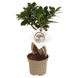 Ficus Mi Ginseng