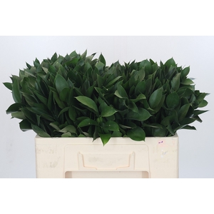RUSCUS HYPOPHYLLUM