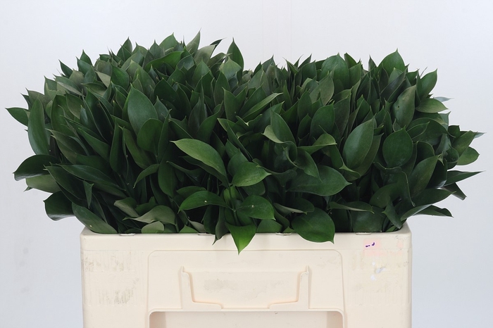 <h4>RUSCUS HYPOPHYLLUM</h4>