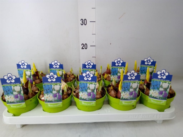 <h4>Bolbloemen   ...mix</h4>