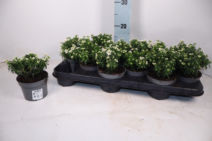 <h4>IBER SEMPERVIRENS</h4>