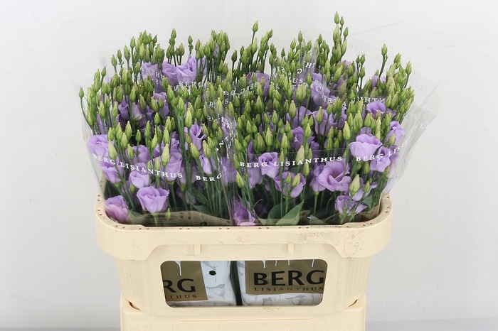 Eus E Picco Lavender