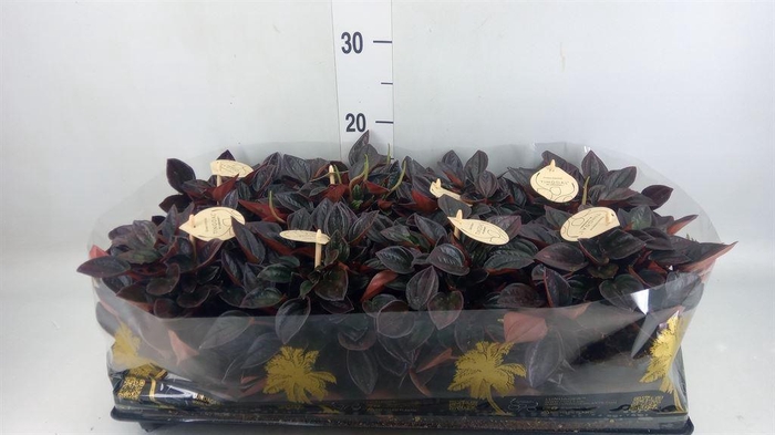 <h4>Peperomia</h4>