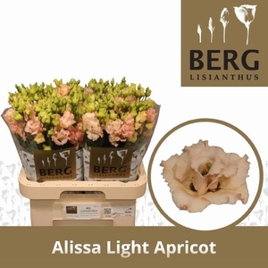 Eust Alissa Light Apricot