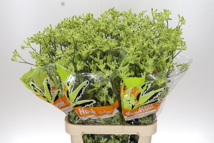 <h4>Anigoz Groen 100</h4>