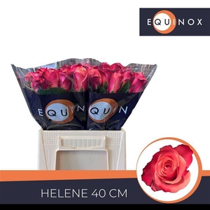 R GR HELENE