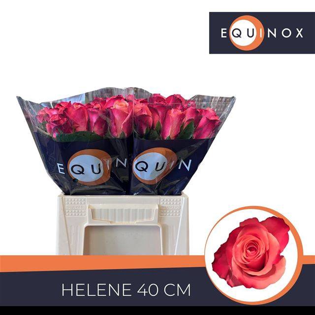 <h4>R GR HELENE</h4>