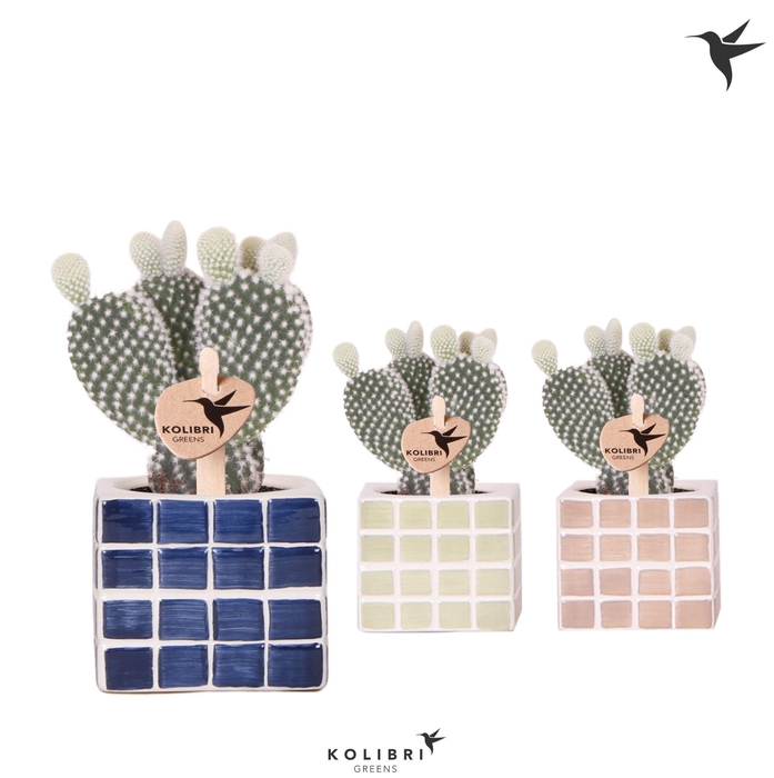 <h4>Kolibri Greens Opuntia white in Mosa pot blue mix</h4>