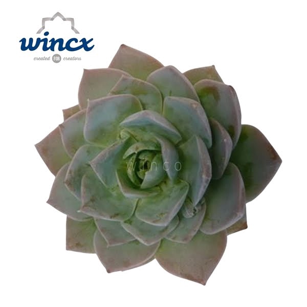 <h4>Echeveria Blue Lotus Cutflower</h4>